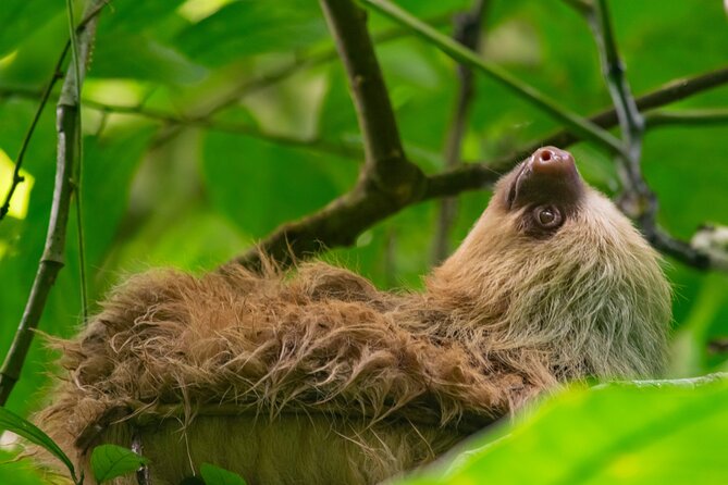 Sloth and Monkey Wild Life Tour - Who Would Love This Tour?