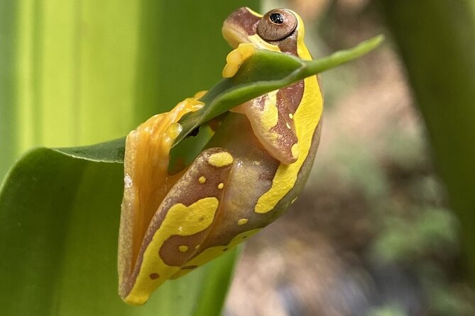 Bijagua Upala Rainforest, Trails, Sloths, Birds and others - FAQ