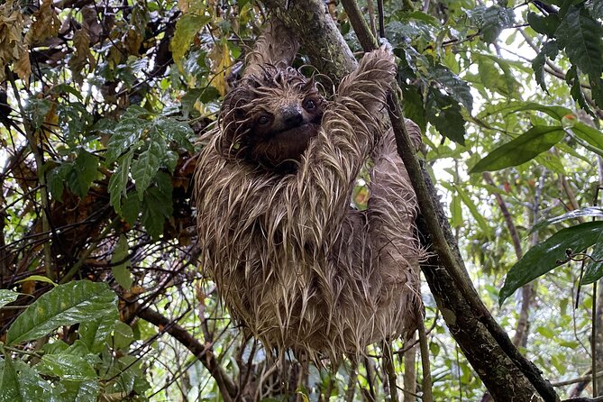 Bijagua Upala Rainforest, Trails, Sloths, Birds and others - A Detailed Look at the Tour Experience