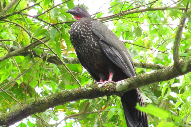 Birdwatching by the Lake Arenal - Frequently Asked Questions