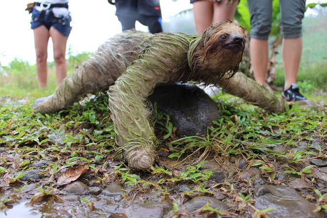 Birdwatching by the Lake Arenal - Who Should Book This Tour?