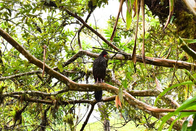 Peak Pursuit: Embark on the Arenal Volcano Hike Expedition - Who Should Consider This Tour?