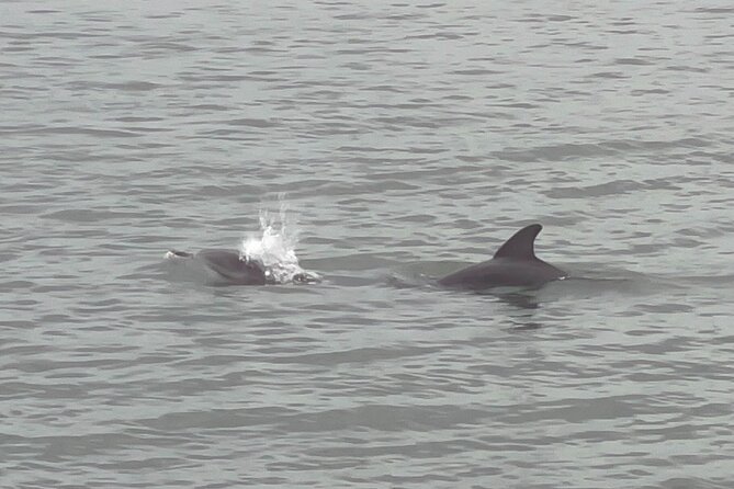 Adventure Boat Tours - One Hour Dolphin/Eco/History/Sightseeing Boat Tour - Final Thoughts: Is It Worth It?