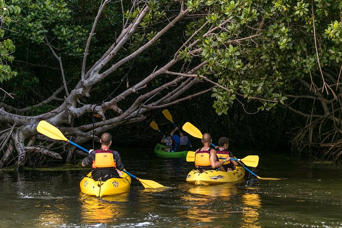 Bio Bay Night Kayak Tour with Transport from San Juan - A Closer Look at the Bio Bay Night Kayak Experience