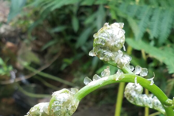 El Yunque Rainforest VIP Experience - Exploring the Itinerary in Depth