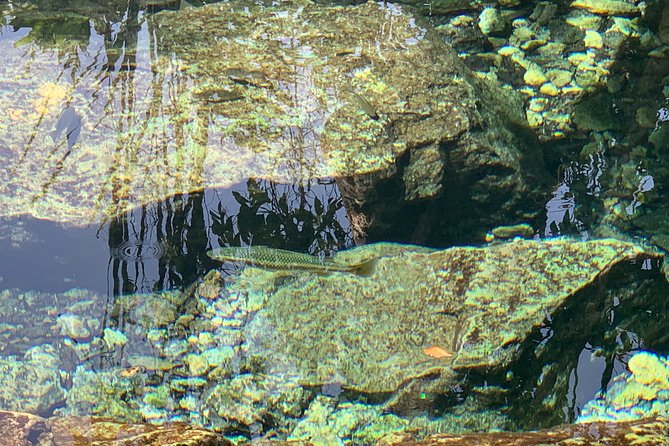 Hidden Gems of the North, Puerto Rico Private Tour - Authentic Encounters and the Value of a Private Tour