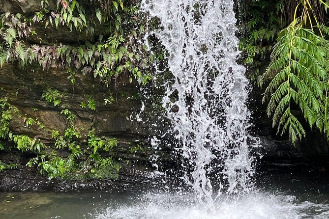 El Yunque Guided Experience! - Authenticity and Value