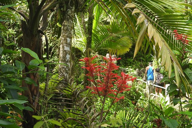 Rainforest Nature Walk & Luquillo Beach Combo - Key Points
