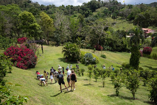 Coffee Plantation and River with Waterfalls in Puerto Rico - A Deep Dive into the Experience