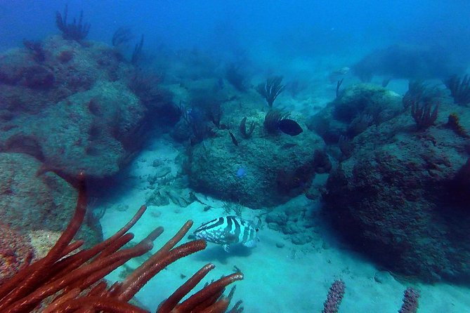 Beginner Scuba Diving with Turtles and Videos, San Juan - What Makes This Scuba Tour Stand Out?