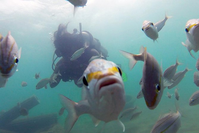 Beginner Scuba Diving with Turtles and Videos, San Juan - Key Points