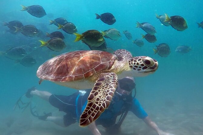 Beginner Scuba Diving with Turtles and Videos, San Juan - Beginner Scuba Diving with Turtles and Videos, San Juan