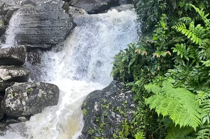 El Yunque Rainforest Hike with Transport from San Juan - Exploring the El Yunque Rainforest: A Deep Dive