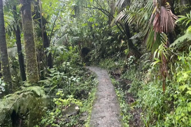 El Yunque Rainforest Hike with Transport from San Juan - FAQs