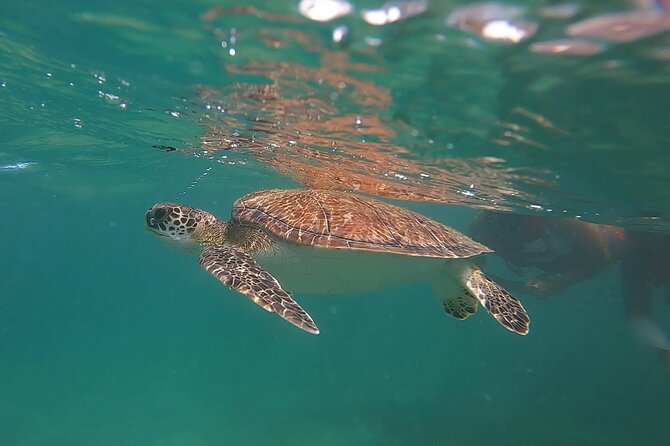 VIP San Juan: Snorkeling Tour with Turtles with Free Videos - Final Thoughts: Who Should Book This Tour?