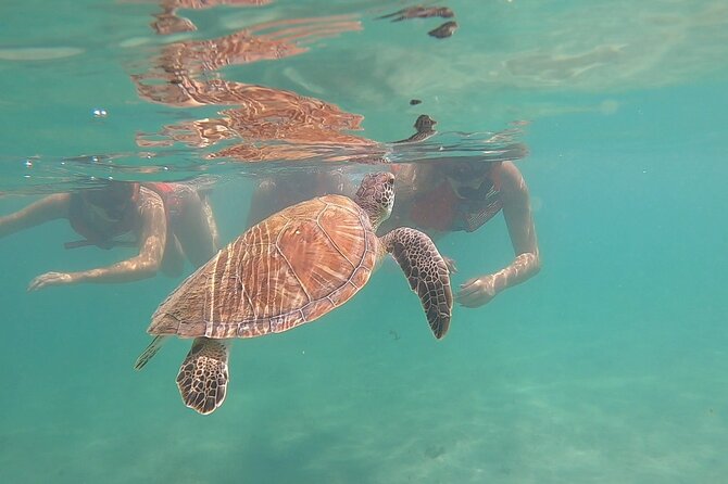 San Juan: Kids and Family Snorkeling Adventure with Videos - Key Points
