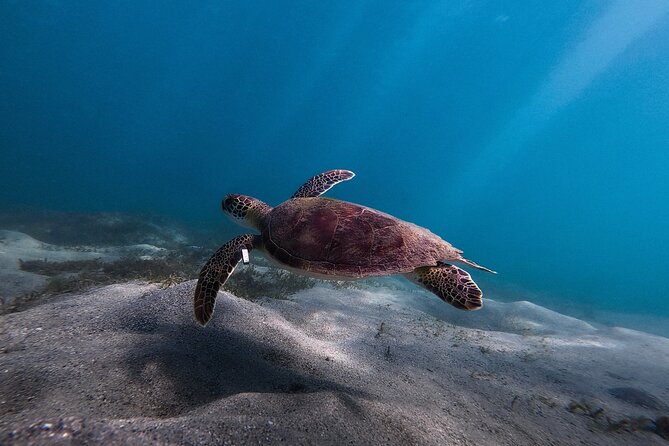 San Juan: Snorkeling with Turtles Adventure and Free Videos - What Makes This Tour Stand Out?