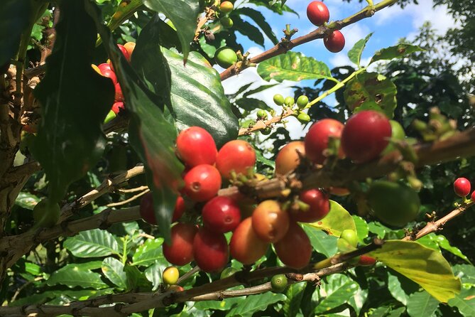 Cafe y Ron: Bad Bunny Inspired Local Full Day Tour from San Juan - Why This Tour Is a Great Pick