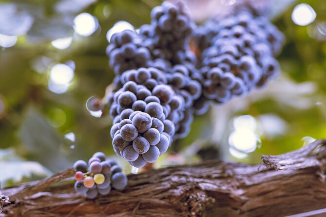 Private Luxury Transportation Experience - Sonoma - Sonoma’s Finest Wine Tour: Luxury Transportation, Flexibility, and Authentic Charm