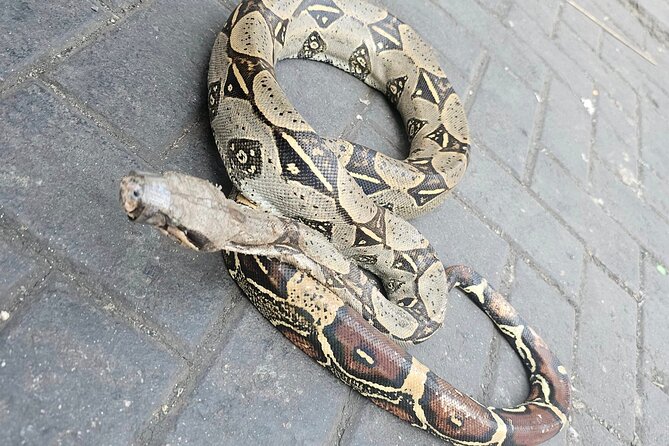 Gamarra Bizzare Tour & Coca Leaf Reading with a Local Shaman - Analyzing the Tour’s Value