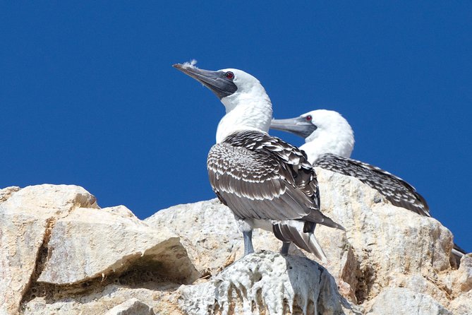 Full Day Group Tour Paracas and Ica from Lima - Exploring the Itinerary in Detail