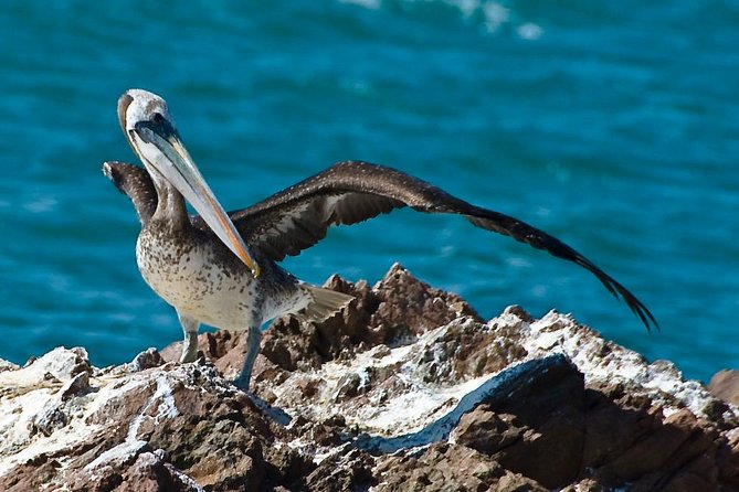 Full Day Group Tour Paracas and Ica from Lima - Key Points
