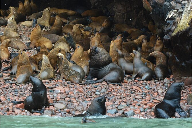 Ballestas Islands, Nazca Lines and Huacachina Tour from Lima - Who Should Consider This Tour?
