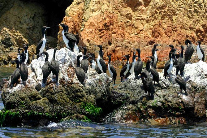 Ballestas Islands Tour & Paracas Reserve from Lima - Private Trip - Key Points