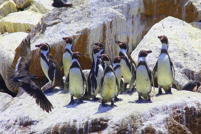 Ballestas Islands Tour & Paracas Reserve from Lima - Private Trip - Frequently Asked Questions (FAQs)