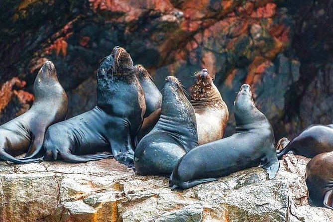 Ballestas Islands Tour & Paracas Reserve from Lima - Private Trip - Experience the Best of Peru’s Marine Wildlife and Desert Landscapes in a Day