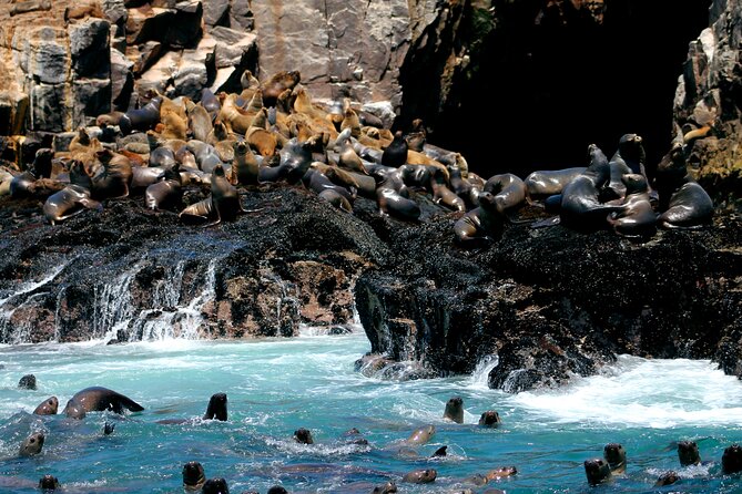 Private Tour to spot Sea Lions in Palomino Islands From Lima - To sum it up, this tour is ideal for: