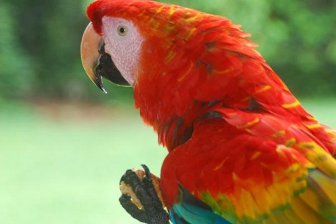 8-Day Tour from Lima: Machu Picchu and the Amazon Jungle - Exploring Peru in 8 Days: What to Expect and Why It Matters