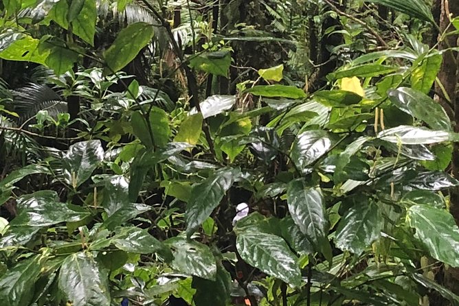 Mount Liamuiga Volcano Tours - A Closer Look at the Volcano Tour Experience