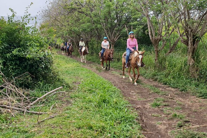 3 Hours Horseback Riding from Nature Trails to Sofa Stone - A Detailed Look at the Horseback Riding Tour in St. Kitts