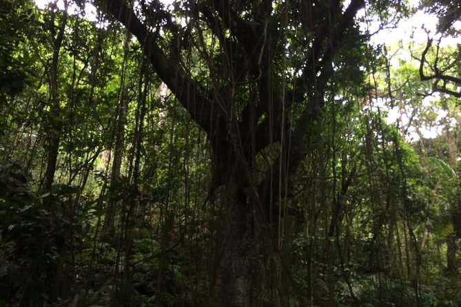 Volcano Crater hike in St Kitts - An In-Depth Look at the Volcano Crater Hike in St Kitts