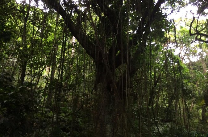 Volcano Crater hike in St Kitts - FAQ: Your Questions About the Volcano Crater Hike in St Kitts