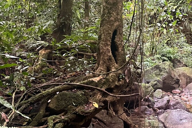 Wingfield Rainforest Hike St Kitts and Romney Manor Adventure - FAQ