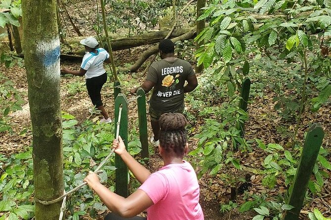 Ken's Panoramic Rainforest Tour - A Deep Dive into Ken’s Panoramic Rainforest Tour