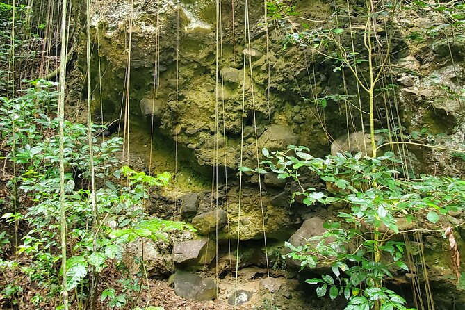 Ken's Panoramic Rainforest Tour - FAQ