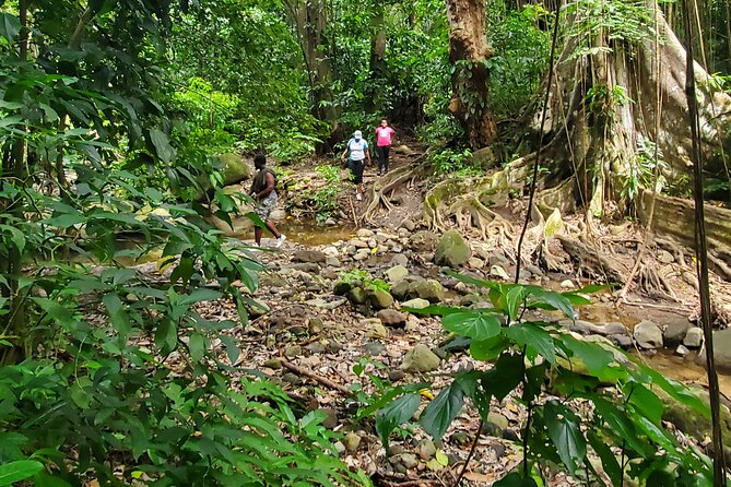 Ken's Panoramic Rainforest Tour - Discover St. Kitts with Kens Panoramic Rainforest Tour