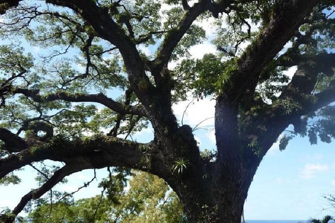 Scenic Romney Manor & Timothy Hill or Panoramic Brimstone Hill - Who Is This Tour Best For?