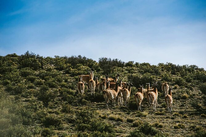 Full Day 4x4 Safari Tour in Villavicencio, Mendoza - A Complete Look at the Mendoza 4x4 Safari Experience