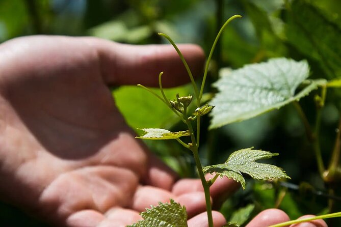 Savoring Luján de Cuyo: A Culinary and Wine Exploration - Key Points