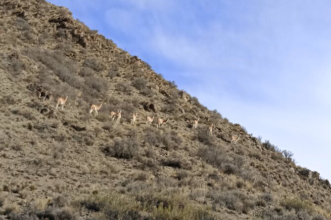 Private 4x4 Adventure Day Tour through the Mendocina Precordillera - FAQs