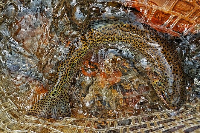 Guided Fly Fishing Tour in Estancia La Carrera - Final Thoughts