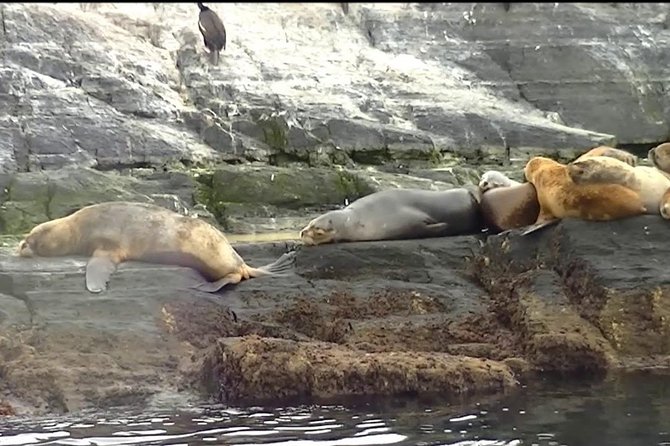 Navigation Beagle Channel Isla de Lobos - Final Thoughts: Who Should Book This Tour?