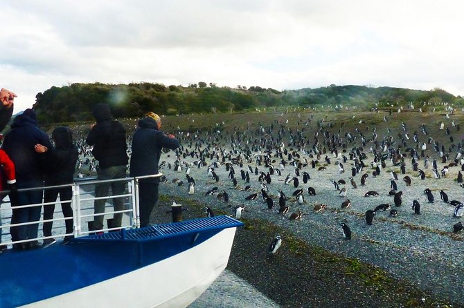 Ushuaia: Beagle Channel Navigation to the Penguin Colony - Who Should Consider This Tour?