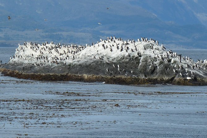 Ushuaia: Beagle Channel Navigation to the Penguin Colony - Detailed Review of the Experience