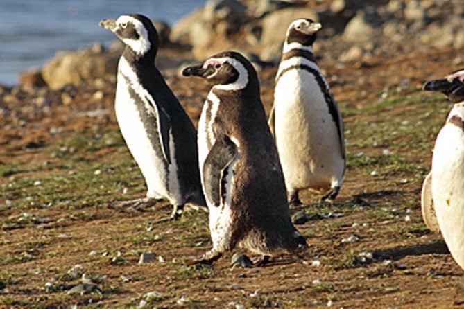 Penguin colony in Ushuaia - Additional Insights from Reviews