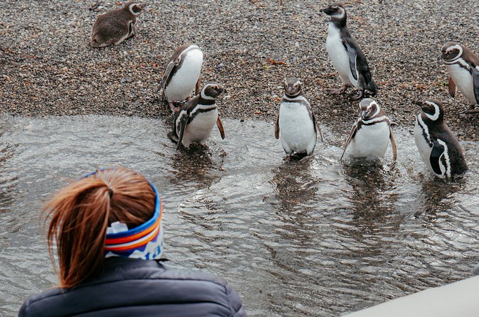 Guided Penguin Watching Tour and Centolla Route - Frequently Asked Questions